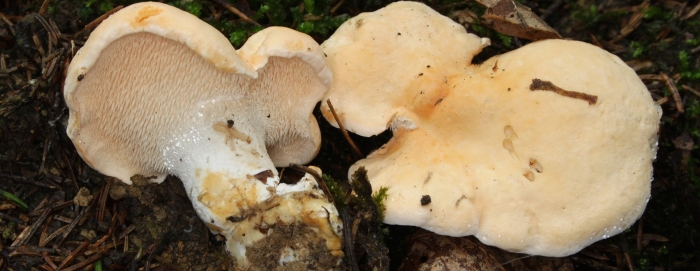 Ежовик желтый