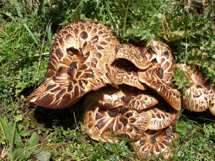 Гриб ежовик черепитчатый