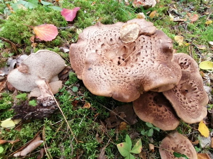 Ежовик пестрый sarcodon imbricatus