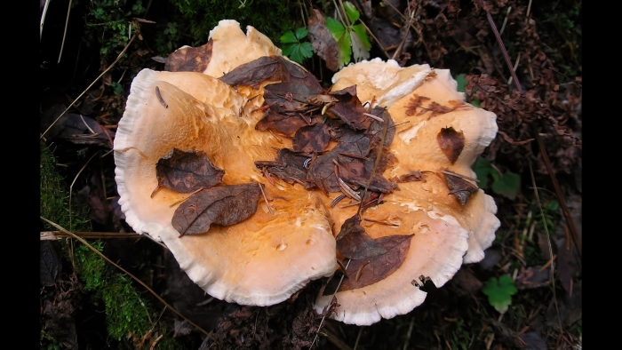 Ежовик желтый