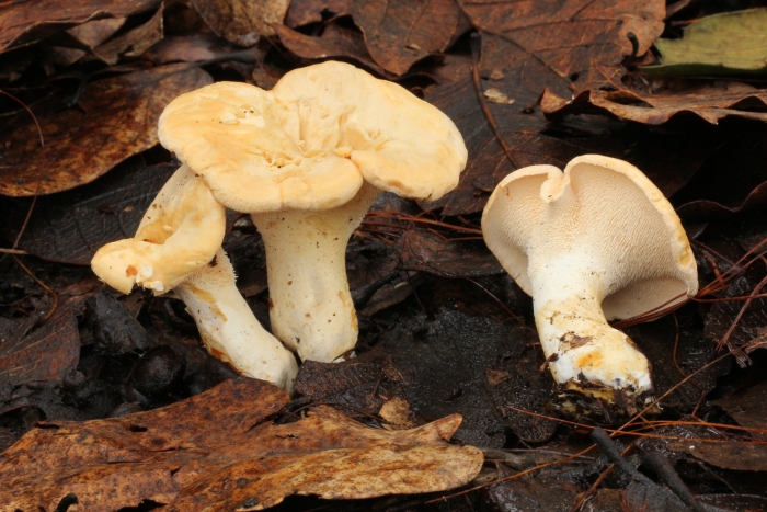 Ежовик желтый гриб