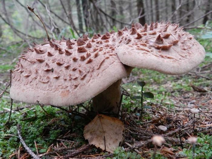 Гриб ежовик съедобный