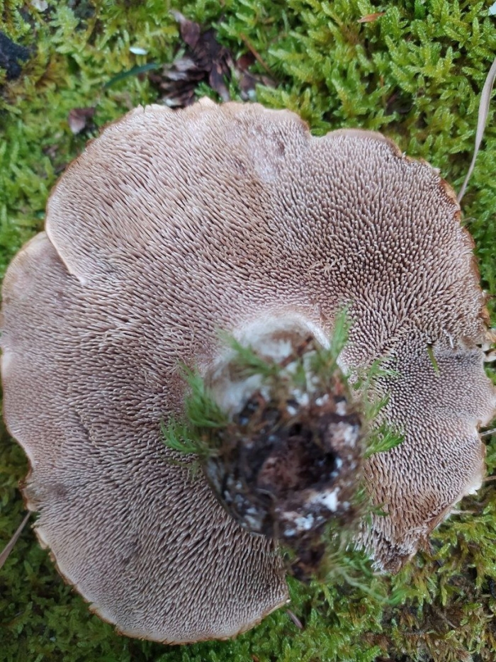 Гриб ежовик черепитчатый