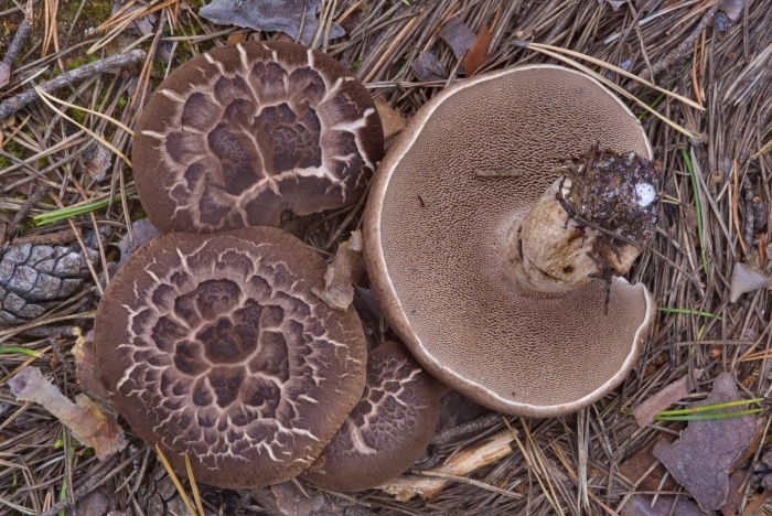 Ежовик коричневый