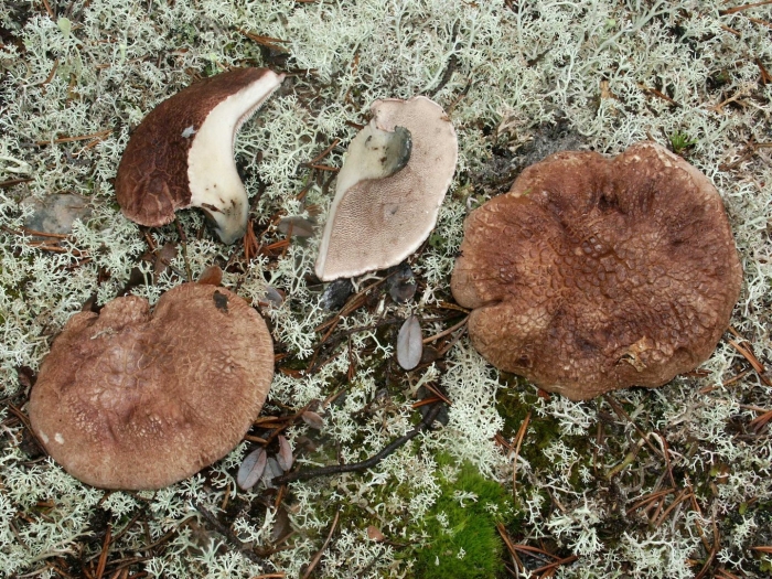 Ежовик пестрый гриб