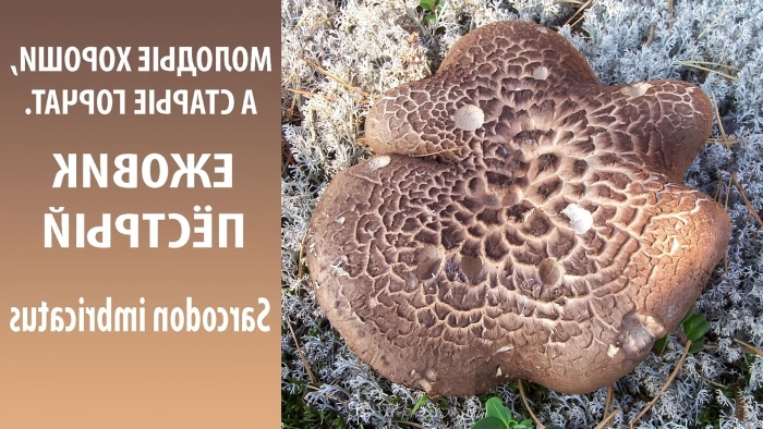 Ежовик пестрый гриб съедобный