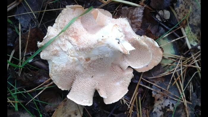 Ежовик сосновый гриб