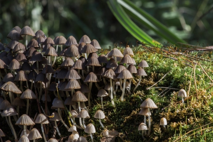 Навозник рассеянный coprinellus disseminatus