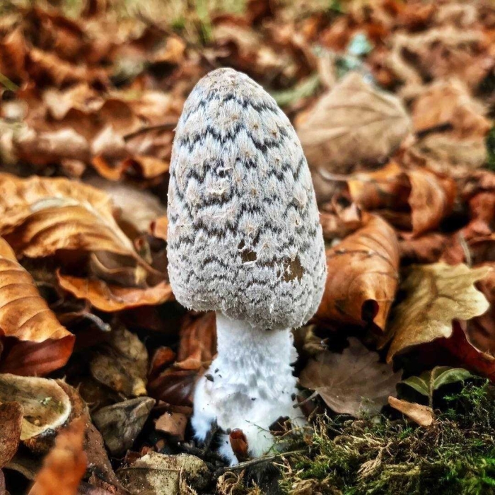 Coprinopsis picacea
