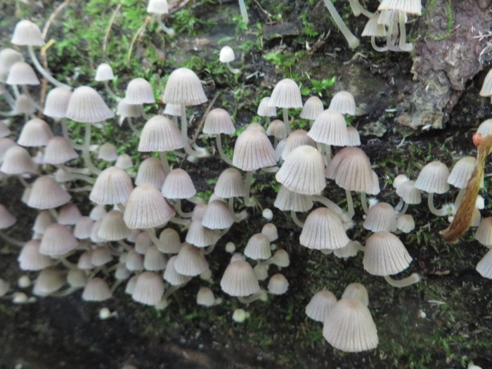 Гриб навозник поганка