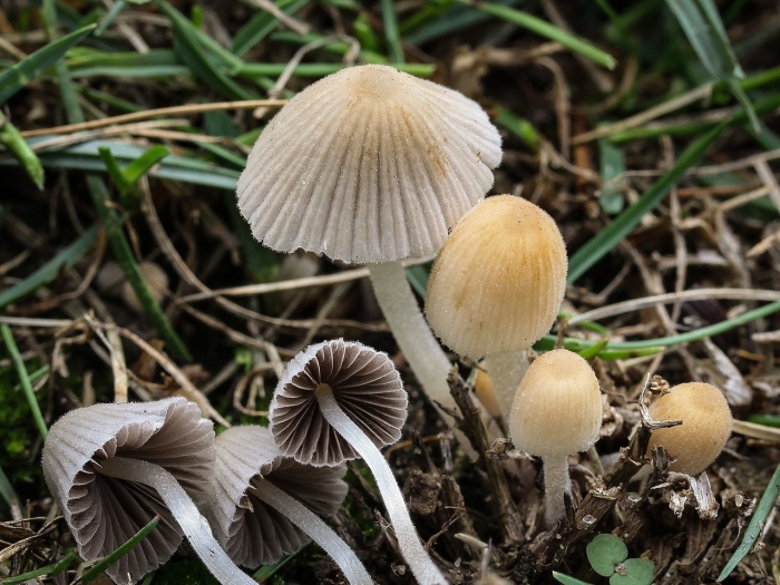 Coprinellus disseminatus