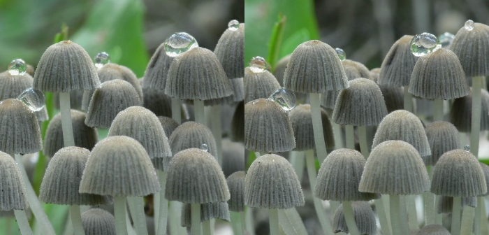 Навозник обыкновенный coprinopsis cinerea