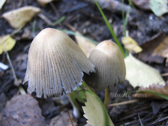 Навозник обыкновенный coprinopsis cinerea