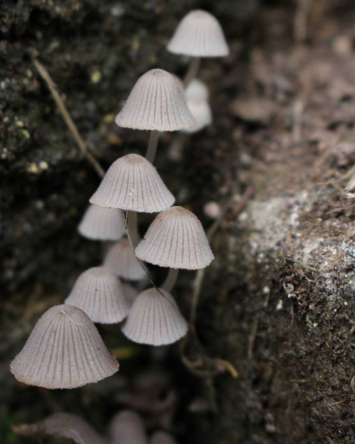 Навозник складчатый