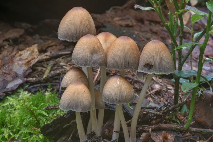 Навозник мерцающий галюцагены