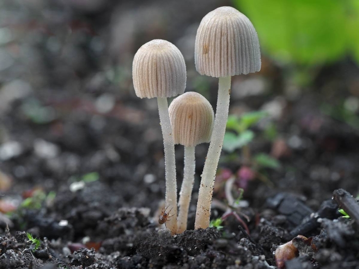 Навозник рассеянный coprinus disseminatus
