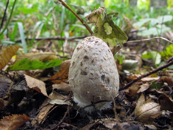 Навозник смолистый гриб