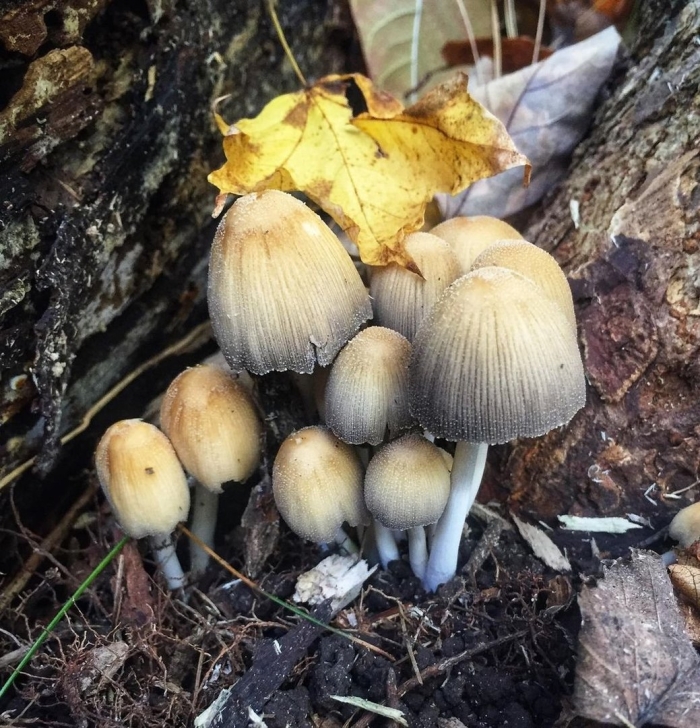 Coprinellus micaceus
