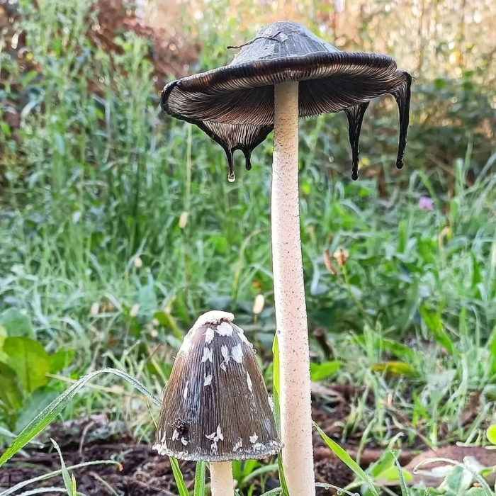 Coprinus comatus