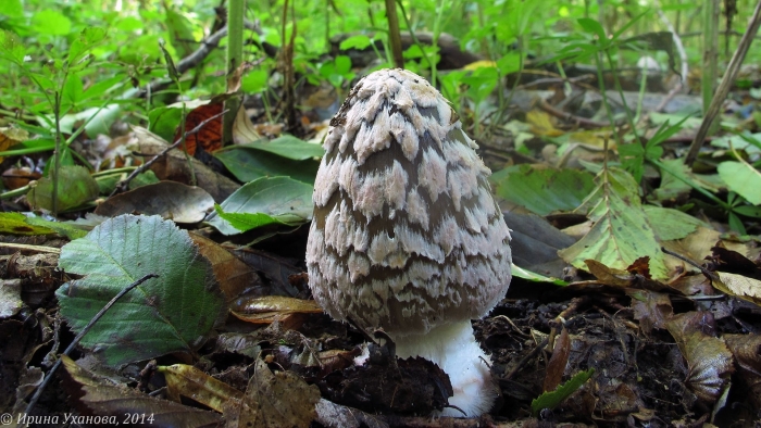 Coprinopsis cinerea