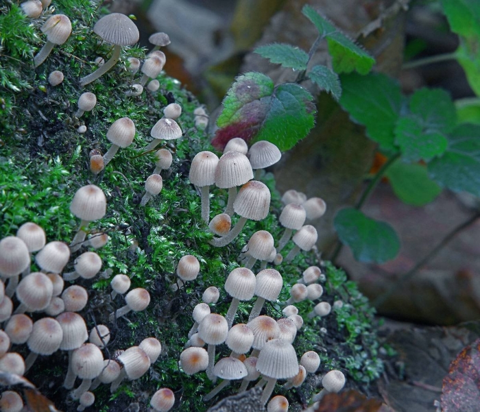 Навозник обыкновенный гриб