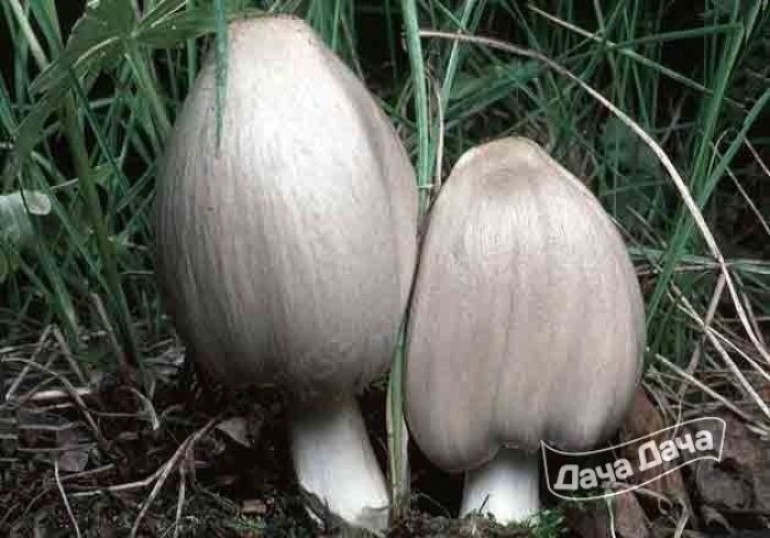 Гриб навозник серый