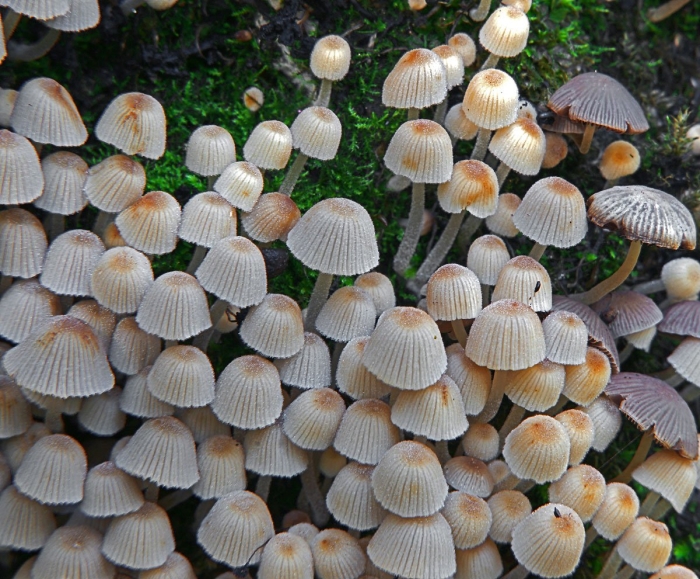 Навозник рассеянный гриб