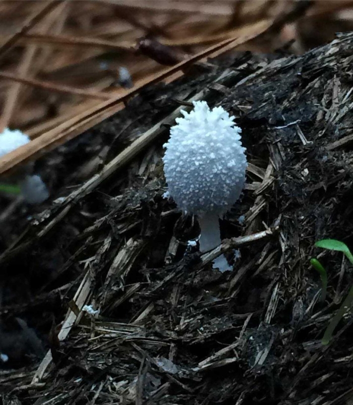Навозник волосистоногий