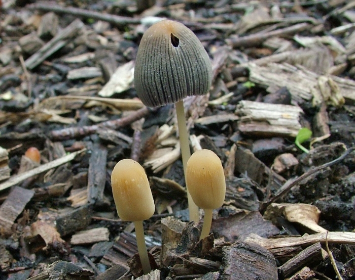 Гриб навозник