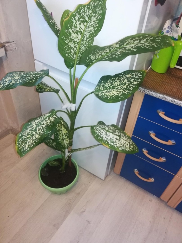 Диффенбахия amoena