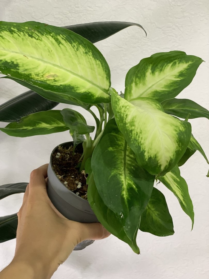 Диффенбахия dieffenbachia камилла