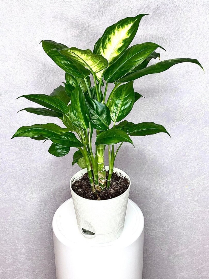 Диффенбахия камилла уход в домашних