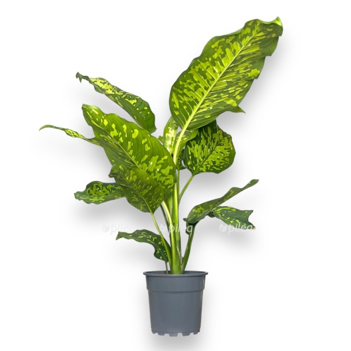 Диффенбахия пятнистая марс