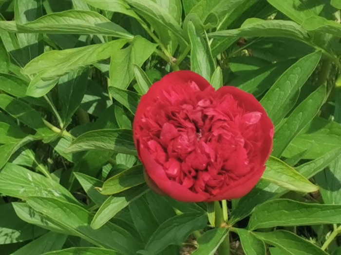 Пион черри хилл