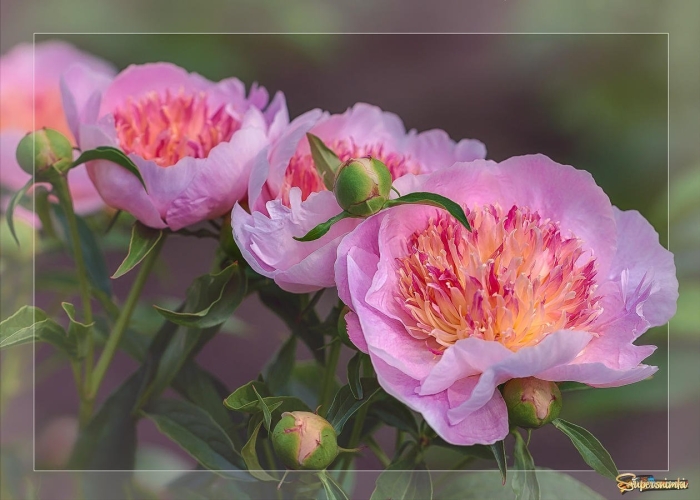 Пион жемчужная россыпь