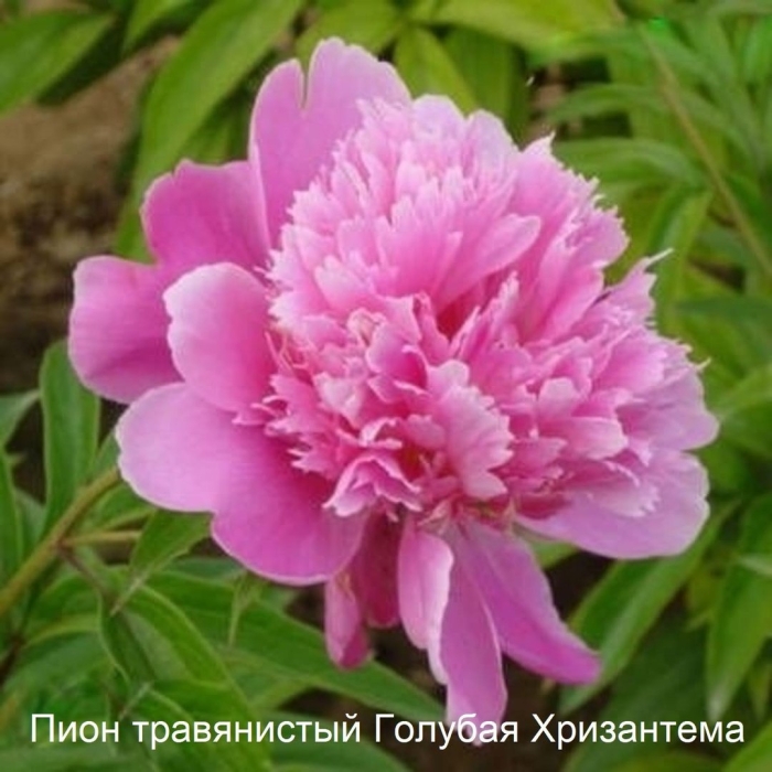 Пион herbaceous peony