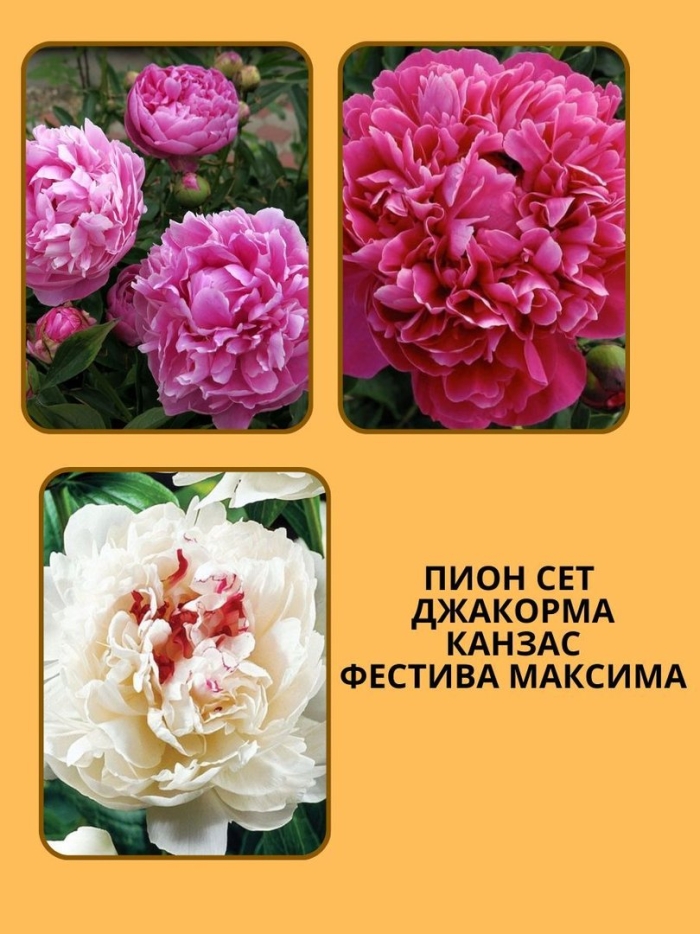 Пион фестива максима