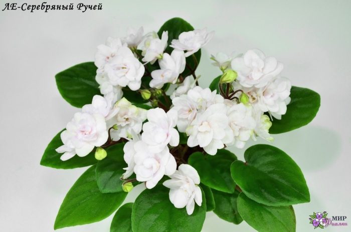 Фиалка ле серебряный ручей