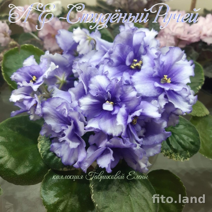 Фиалка ле студеный ручей