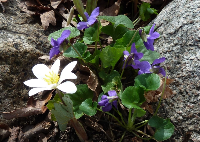 Сангвинария канадская sanguinaria canadensis
