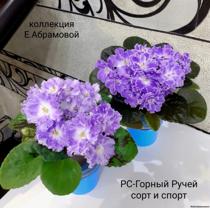 Фиалка горный ручей