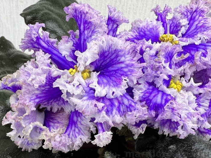 Фиалка царство мороза