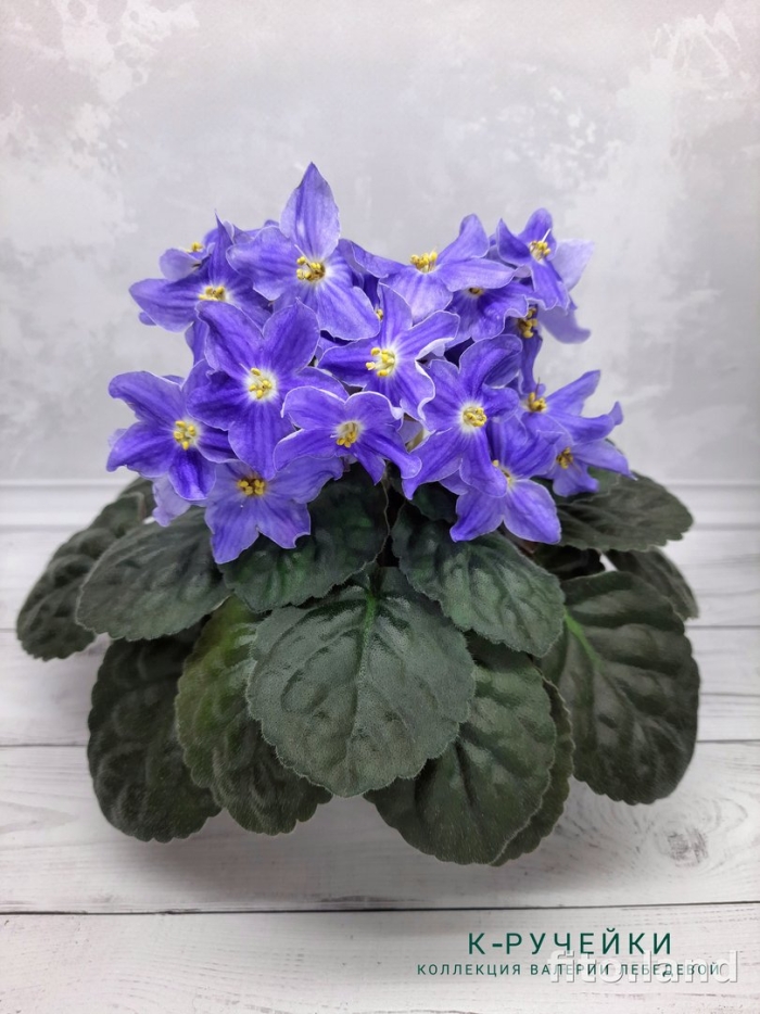 Vertigo фиалка химера