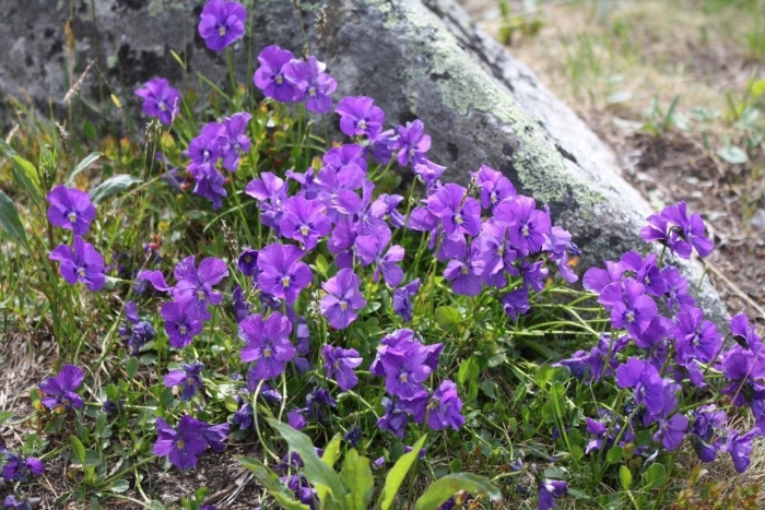 Горная фиалка крым