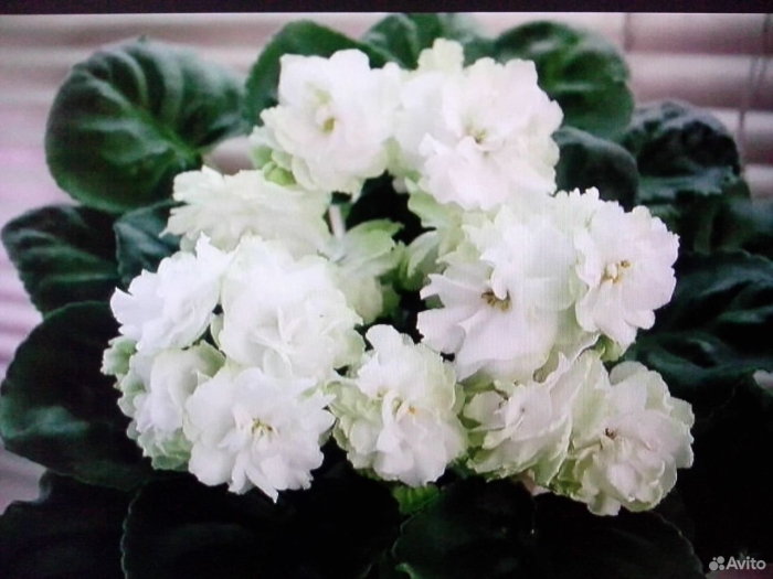 Фиалка спринг роуз