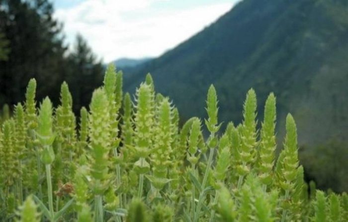 Железница горная sideritis montana