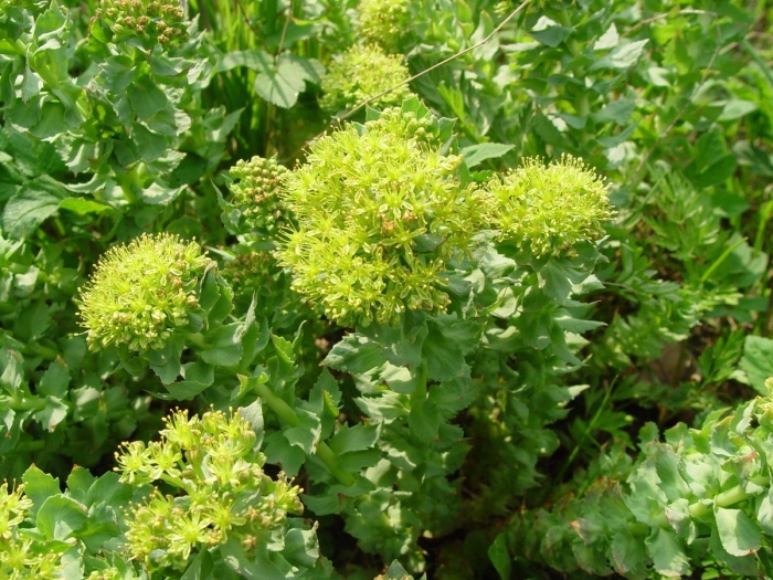 Родиола розовая rhodiola rosea
