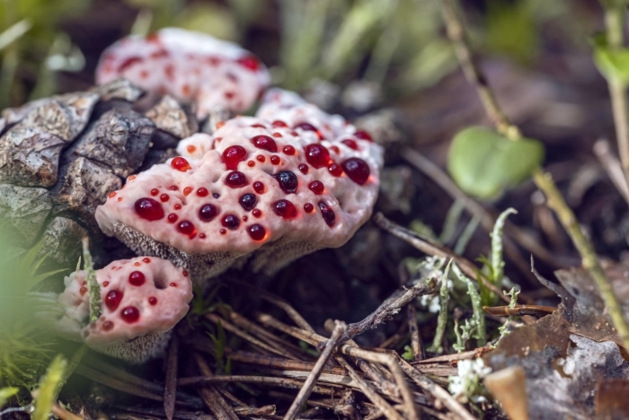 Ежовик кровоточащий / hydnellum peckii