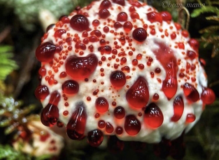 Ежовик кровоточащий гриб