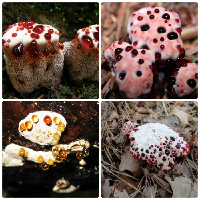 Ядовитые грибы гриб «кровавый зуб»